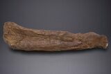 Partial Hadrosaur (Edmontosaurus) Leg Bone - Wyoming #313991-1